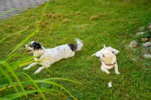 Besuch von Ponys und HUnden im Caritas Altenheim in Bernhardswald