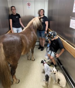 Ponybesuch im caritas Altenheim Roding