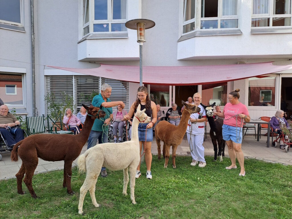 Alpakas im Caritas Altenheim St. Michael in Mainburg