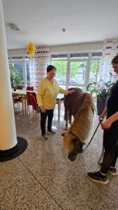 Pony mit Person