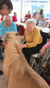 Pony mit Person