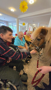 Pony mit Person